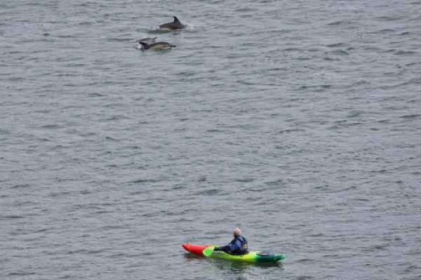 17 January 2021 - 11-35-16
And it all happened right in front of us. 
--------------------------
Dolphins in the river Dart, Dartmouth
